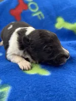 Lucy male tri full AKC , a male Shetland Sheepdog for sale in Cullowhee, NC – 9 of 10