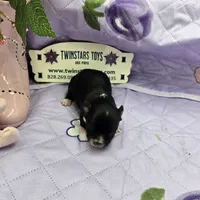 Full Akc Prim's black and white female, a female Chihuahua for sale in Cullowhee, NC – 2 of 10