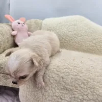 Kitkat Full Akc Champion sired female, a female Chihuahua for sale in Cullowhee, NC – 9 of 10