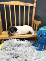 Topanga Female full AKC , a female Toy Fox Terrier for sale in Cullowhee, NC – 9 of 10