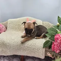 Full AKC Summer Male 2, a male Chihuahua for sale in Cullowhee, NC – 8 of 10