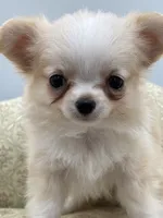 Amber female full AKC Teacup , a female Chihuahua for sale in Cullowhee, NC – 6 of 10
