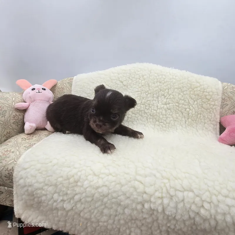 Full AKC Juliette Male # 3 – Chihuahua puppy for sale in Cullowhee, NC