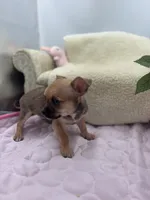 Full AKC Summer Male 2, a male Chihuahua for sale in Cullowhee, NC – 2 of 10