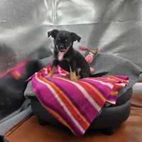 Full AKC Wendy , a female Chihuahua for sale in Cullowhee, NC – 4 of 10