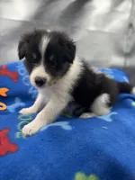 Full AKC Zina M 5, a male Shetland Sheepdog for sale in Cullowhee, NC – 7 of 10