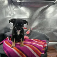 Full AKC Wendy , a female Chihuahua for sale in Cullowhee, NC – 5 of 10