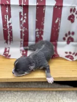 Blue and tan female full AKC , a female Chihuahua for sale in Cullowhee, NC – 7 of 10