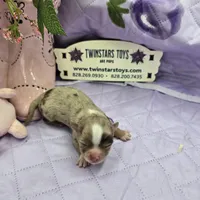 Full Akc Charlotte's chocolate merle male, a male Chihuahua for sale in Cullowhee, NC – 7 of 10