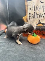 Darla Blue tri full AKC , a female Chihuahua for sale in Cullowhee, NC – 5 of 8