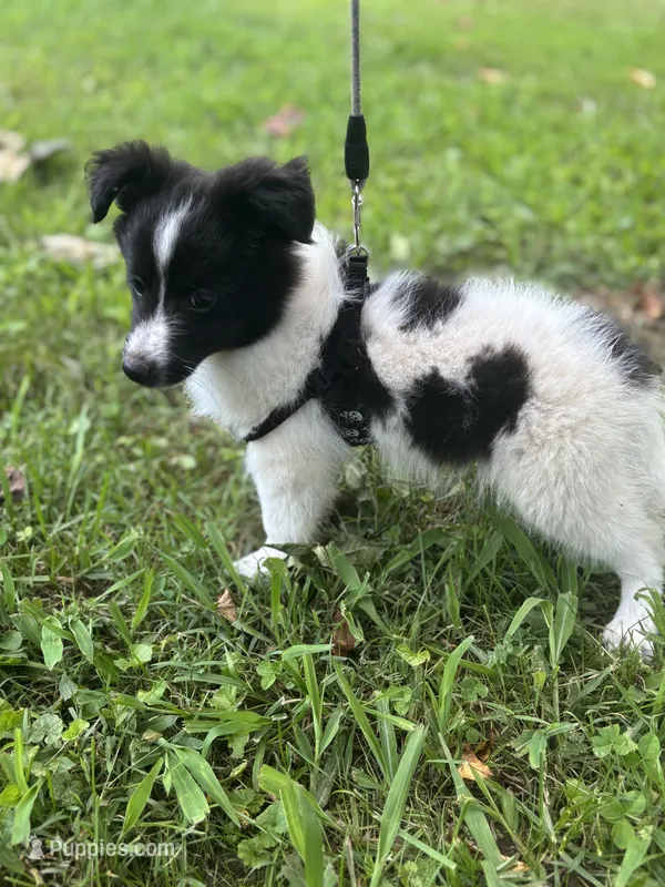 Lucy’s male full AKC color head  – Shetland Sheepdog puppy for sale in Cullowhee, NC