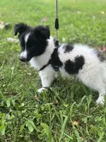 Lucy’s male full AKC color head , a male Shetland Sheepdog for sale in Cullowhee, NC – 1 of 10