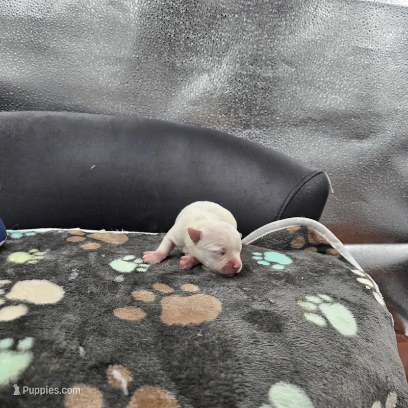 Full AKC HERMIONE Male 2, a male Chihuahua for sale in Cullowhee, NC – 1 of 10