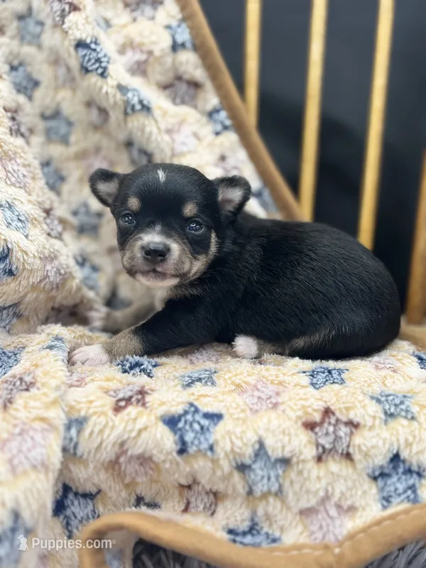  tri male long coat AKC  – Chihuahua puppy for sale in Cullowhee, NC