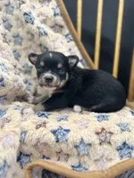  tri male long coat AKC , a male Chihuahua for sale in Cullowhee, NC – 1 of 10