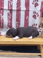 Freyas chocolate male full AKC , a male Chihuahua for sale in Cullowhee, NC – 10 of 10