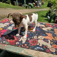 Cupcake chocolate male, a male Toy Fox Terrier for sale in Cullowhee, NC – 8 of 10