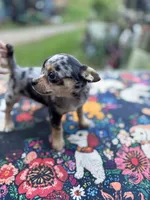 Ravens male full AKC , a male Chihuahua for sale in Cullowhee, NC – 9 of 10
