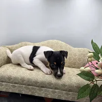 Full AKC Mini's Male # 1, a male Toy Fox Terrier for sale in Cullowhee, NC – 3 of 10
