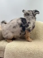 Full AKC Lilly Female , a female Chihuahua for sale in Cullowhee, NC – 6 of 10
