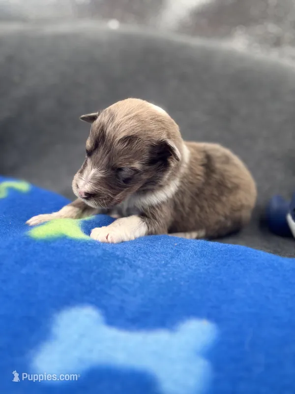 Full AKC Zina M 3 – Shetland Sheepdog puppy for sale in Cullowhee, NC