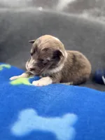 Full AKC Zina M 3, a male Shetland Sheepdog for sale in Cullowhee, NC – 1 of 10