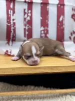 Fawn sable female full AKC, a female Chihuahua for sale in Cullowhee, NC – 6 of 10
