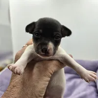 Full AKC Mini's Male # 1, a male Toy Fox Terrier for sale in Cullowhee, NC – Photo 2 of 8