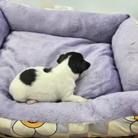 Full AKC Mini's Male # 1, a male Toy Fox Terrier for sale in Cullowhee, NC – Photo 1 of 8