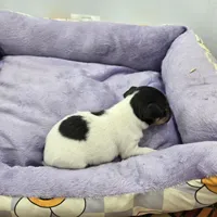 Full AKC Mini's Male # 1, a male Toy Fox Terrier for sale in Cullowhee, NC – Photo 7 of 8