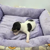 Full AKC Mini's Male # 1, a male Toy Fox Terrier for sale in Cullowhee, NC – Photo 3 of 8