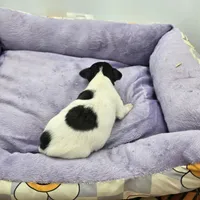 Full AKC Mini's Male # 1, a male Toy Fox Terrier for sale in Cullowhee, NC – Photo 6 of 8