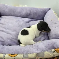 Full AKC Mini's Male # 1, a male Toy Fox Terrier for sale in Cullowhee, NC – Photo 4 of 8