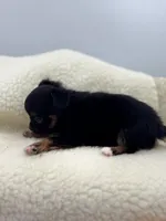 Full AKC teacup Male , a male Chihuahua for sale in Cullowhee, NC – 5 of 10