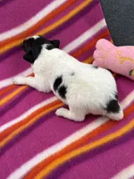Lucy female full AKC , a female Shetland Sheepdog for sale in Cullowhee, NC – 9 of 10