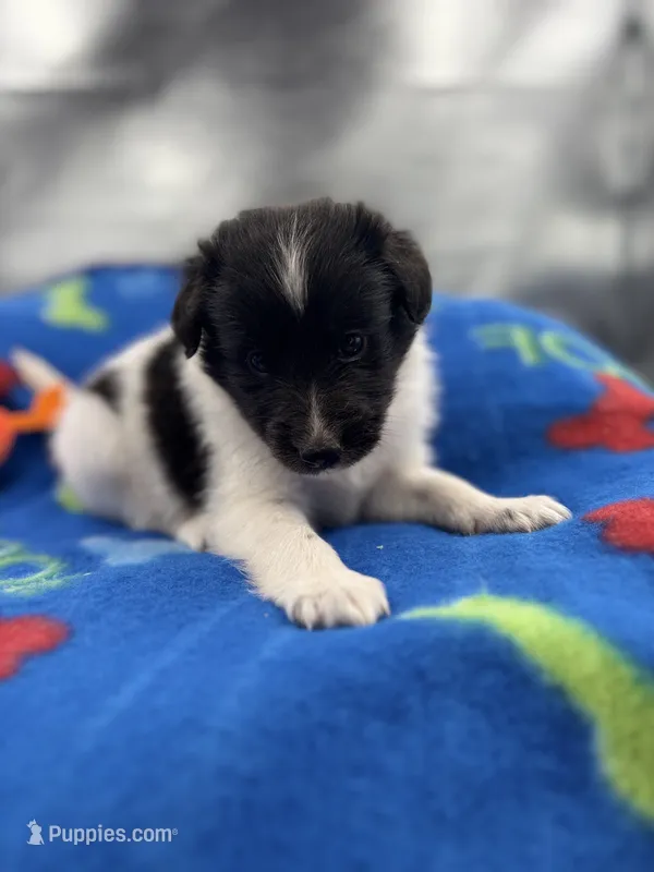 Lucy male #2 full AKC  – Shetland Sheepdog puppy for sale in Cullowhee, NC
