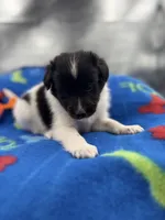 Lucy male #2 full AKC , a male Shetland Sheepdog for sale in Cullowhee, NC – 1 of 10
