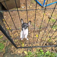 Gidget, a female Toy Fox Terrier for sale in Cullowhee, NC – 5 of 9