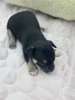 Caroline m1 full AKC , a male Chihuahua for sale in Cullowhee, NC – 8 of 10