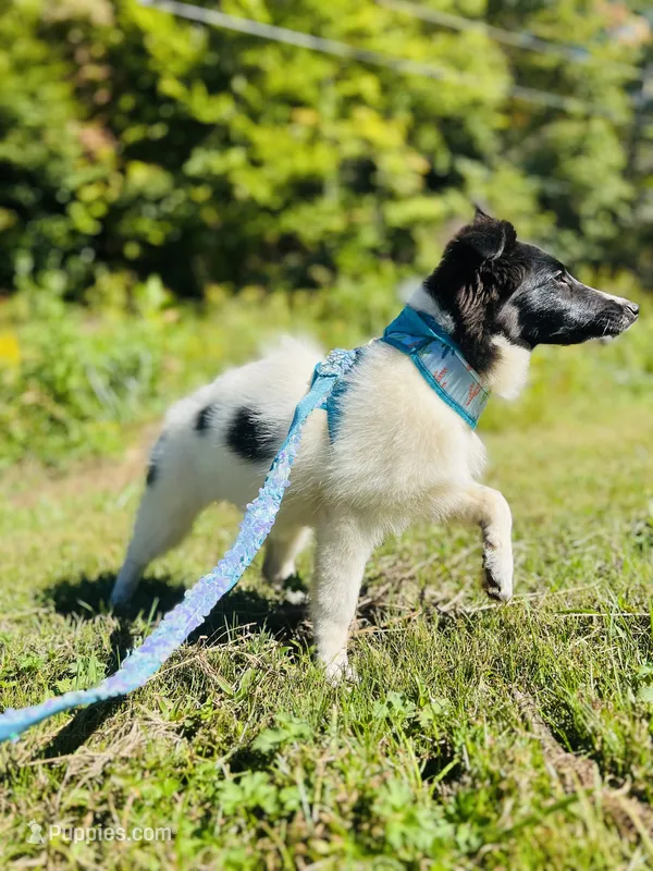 Belles  full AKC  – Shetland Sheepdog puppy for sale in Cullowhee, NC