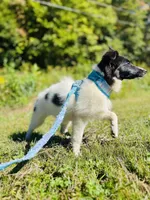 Belles  full AKC , a female Shetland Sheepdog for sale in Cullowhee, NC – 1 of 9