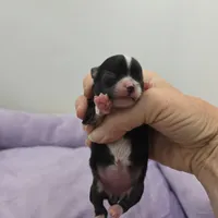 Full AKC Juliette Female # 2, a female Chihuahua for sale in Cullowhee, NC – Photo 2 of 9