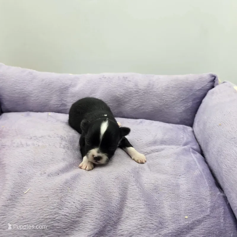 Full AKC Juliette Female # 2 – Chihuahua puppy for sale in Cullowhee, NC