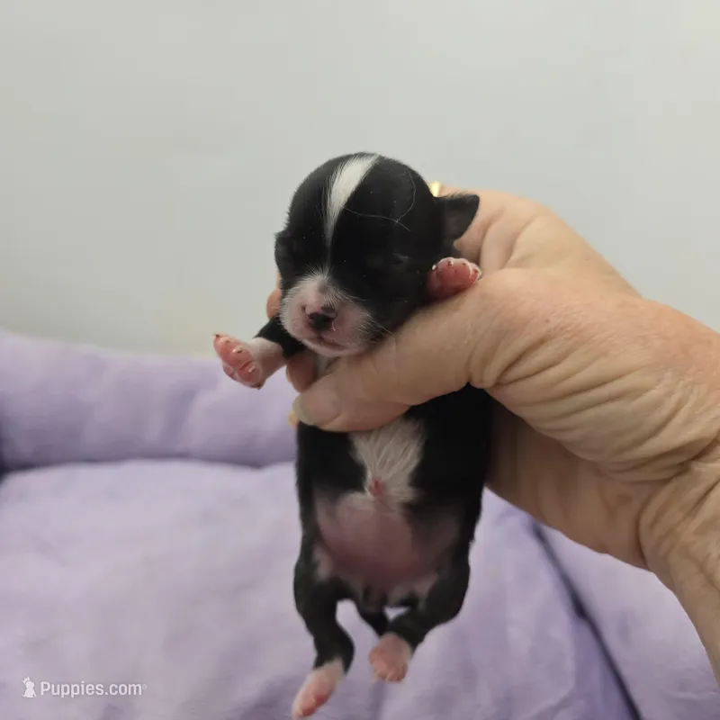 Full AKC Juliette Female # 2 – Chihuahua puppy for sale in Cullowhee, NC