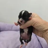 Full AKC Juliette Female # 2, a female Chihuahua for sale in Cullowhee, NC – Photo 1 of 9