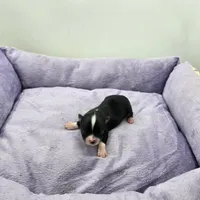 Full AKC Juliette Female # 2, a female Chihuahua for sale in Cullowhee, NC – Photo 5 of 9