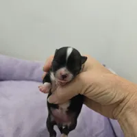 Full AKC Juliette Female # 2, a female Chihuahua for sale in Cullowhee, NC – Photo 4 of 9