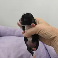 Full AKC Juliette Female # 2, a female Chihuahua for sale in Cullowhee, NC – Photo 3 of 9