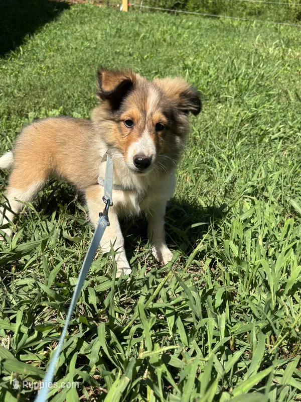Full AKC Zina M 4 – Shetland Sheepdog puppy for sale in Cullowhee, NC