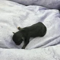 Full AKC Honey's Male # 2, a male Chihuahua for sale in Cullowhee, NC – Photo 2 of 7